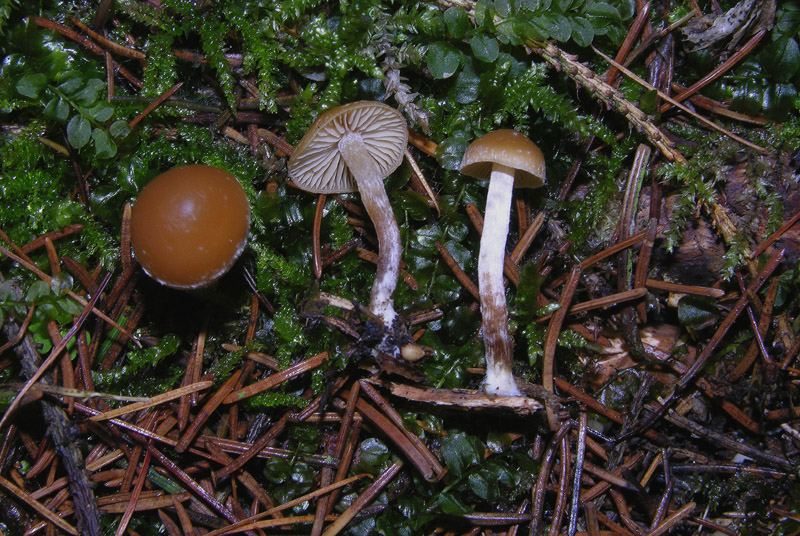 Galerina da determinare n�26.